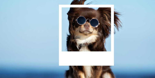 The best mobile photo printers in the test (2022)